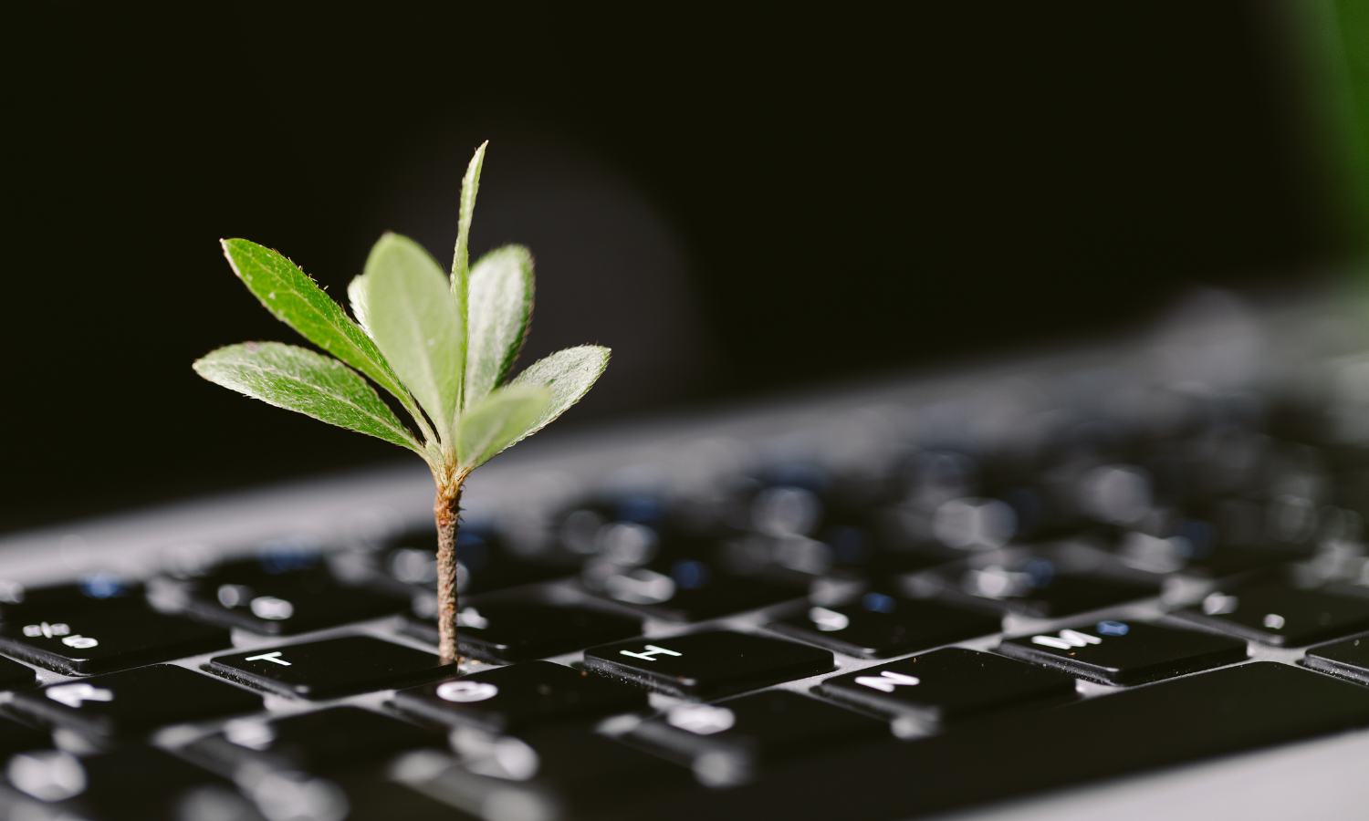 A close up of a QWERTY keyboard. A small tree appears to be growing from the letter "T."
