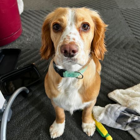 Winnie, Office Dog Extraordinaire, Materially Better